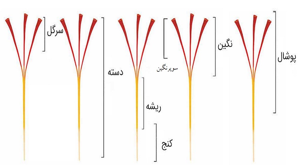 انواع زعفران