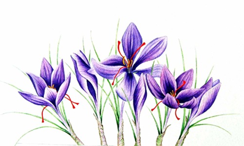 گلبرگ زعفران