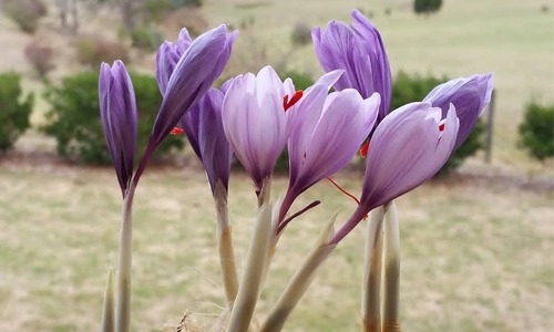 کاشت زعفران
