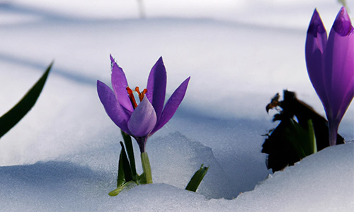 زعفران بزای سرماخوردگی